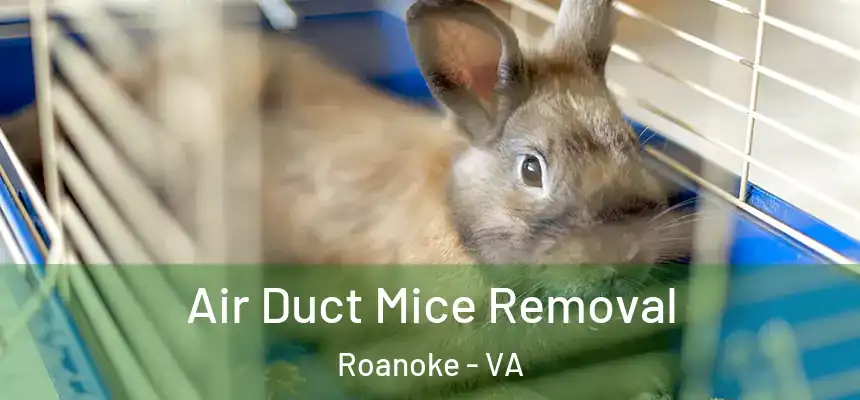 Air Duct Mice Removal Roanoke - VA